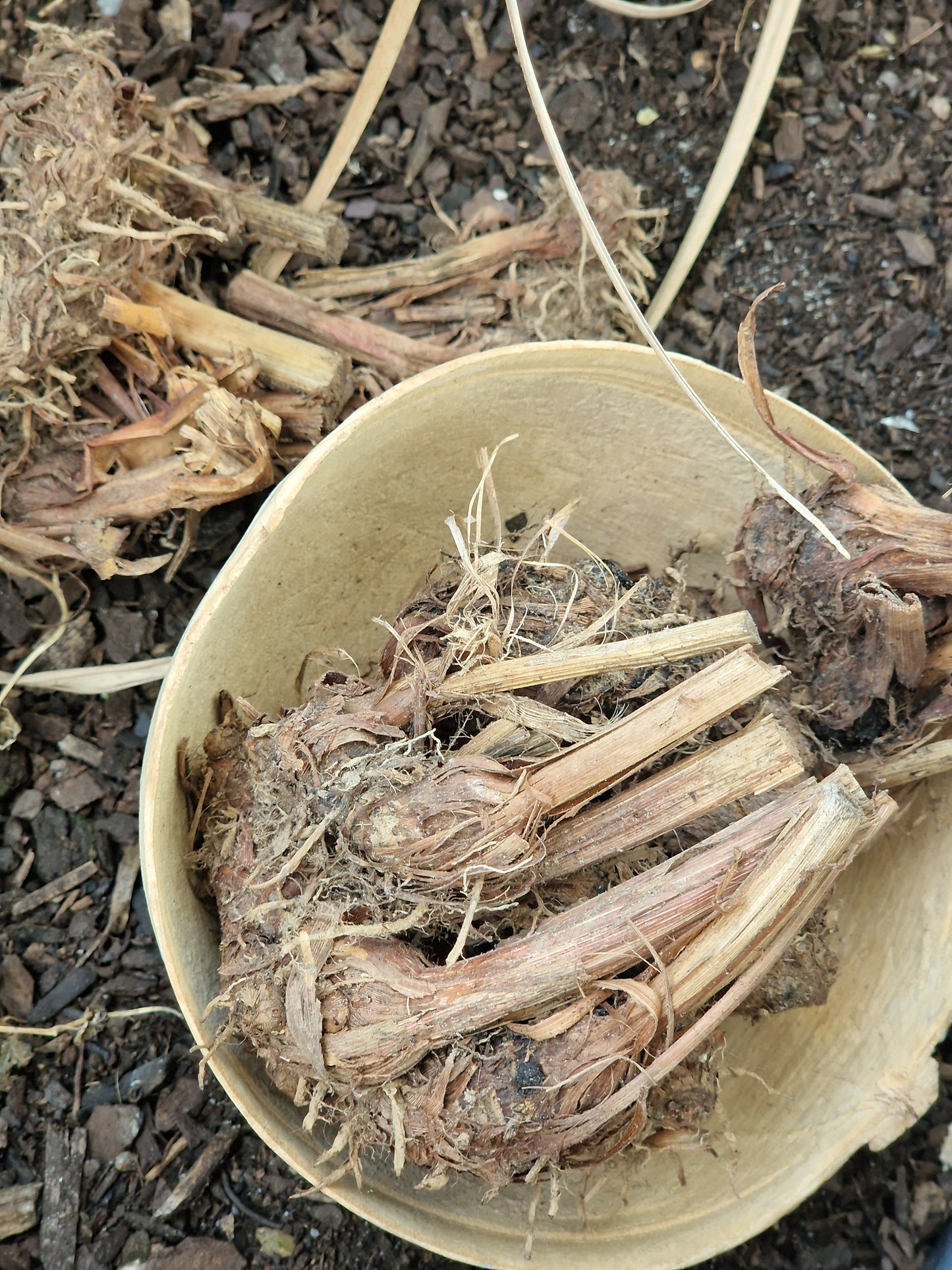 Andou/ Gowé/ Encens Naturel
